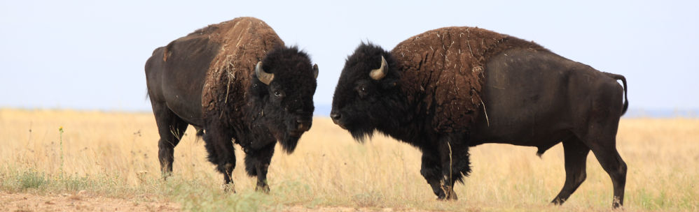 Two bison in a field